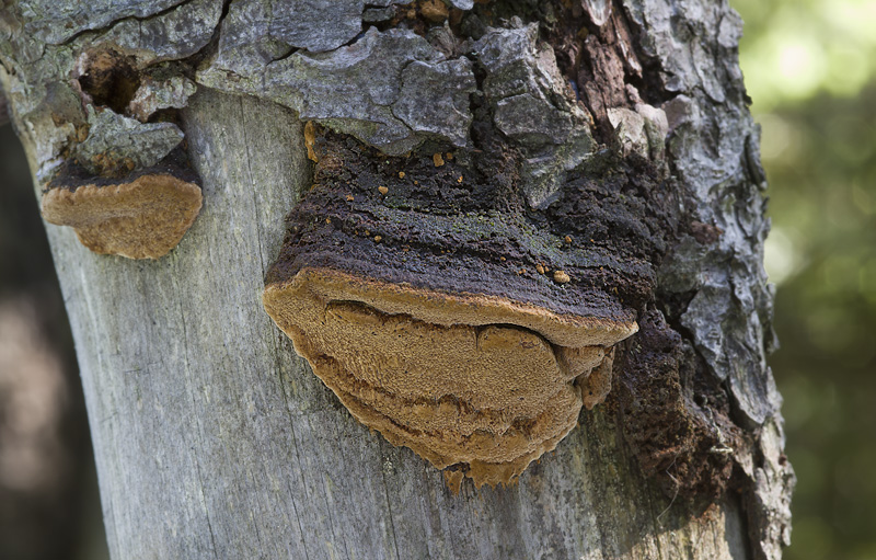 Phellinus viticola